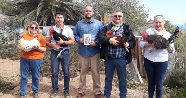 Gallina Campera Canaria